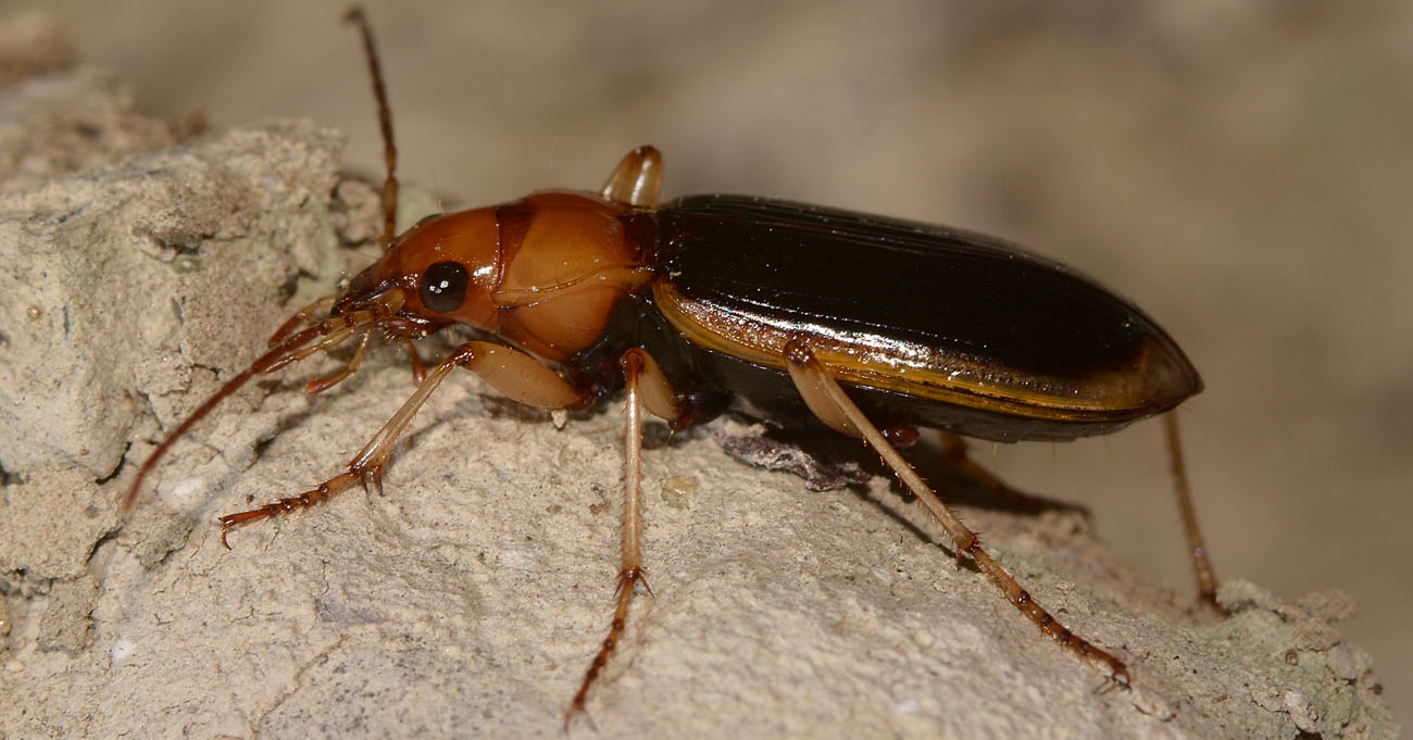 Carabidae:   Nebria psammodes